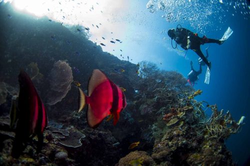 DIVE  2016/22
