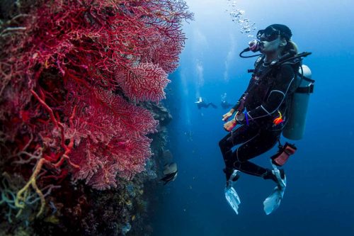 DIVE  2016/22