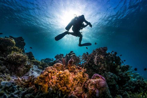 DIVE  2016/22