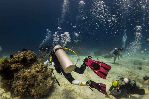 DIVE  2016/22