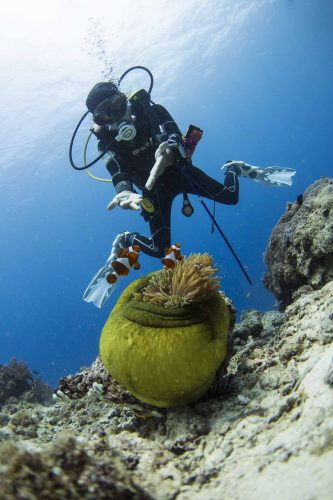 DIVE  2016/22