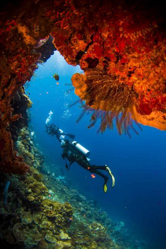 DIVE  2016/22