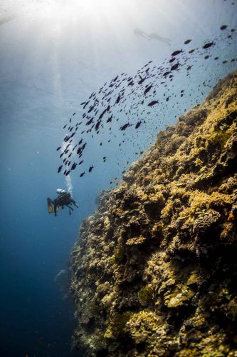 DIVE  2016/22