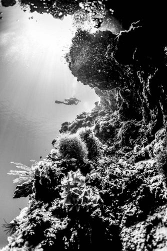 DIVE  2016/22