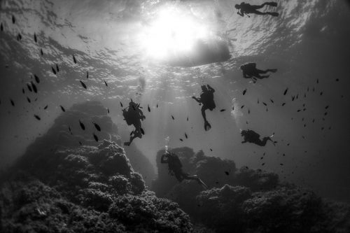 DIVE  2016/22