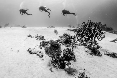 DIVE  2016/22