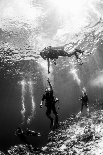 DIVE  2016/22