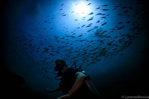 DIVE  2016/22