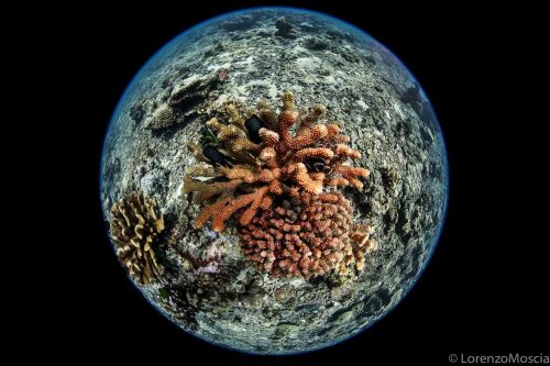 DIVE  2016/22