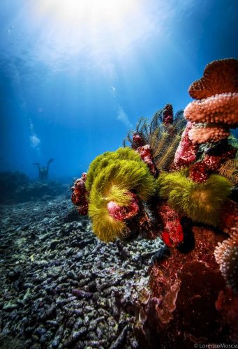 DIVE  2016/22