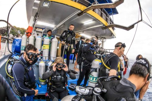 DIVE  2016/22