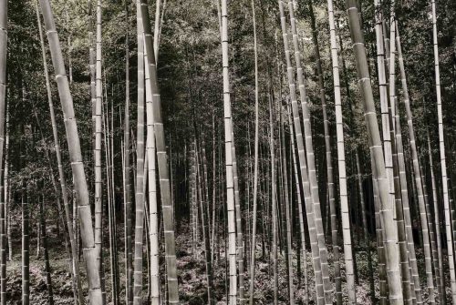Japan TRIP