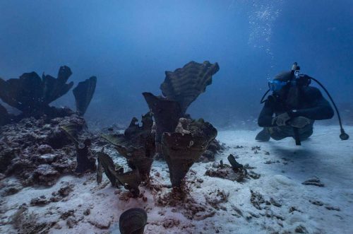 Ebeye, Marshalls Islands, July 2023 Diving at Ebeye. Wreck of the German frigate Prinze Eugene and on a reef.The main income for Ebeye residents is from the relatively small number of people employed on the Kwajalein military base. The money earned supports the population of around 15,000 on 80 acres (32 hectacres) of land. Over 50% of the population is estimated to be under the age of 18, and Ebeye is one of the most densely populated places in the world.
